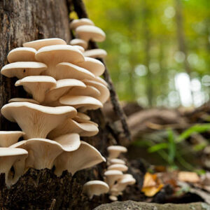 GOMA : AN ANTIOXIDANT -  RICH GREY OYSTER MUSHROOM - AGARWOOD