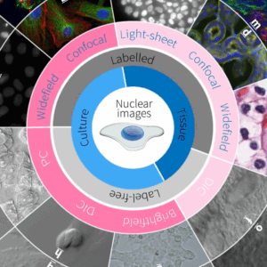 MULTILAYER CERVICAL  NUCLEUS SEGMENTATION  WITH SMART MONITORING  INTERFACES